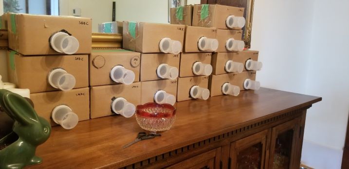Emergence boxes for diapausing budworms in Stéphane Bourassa’s dining room.